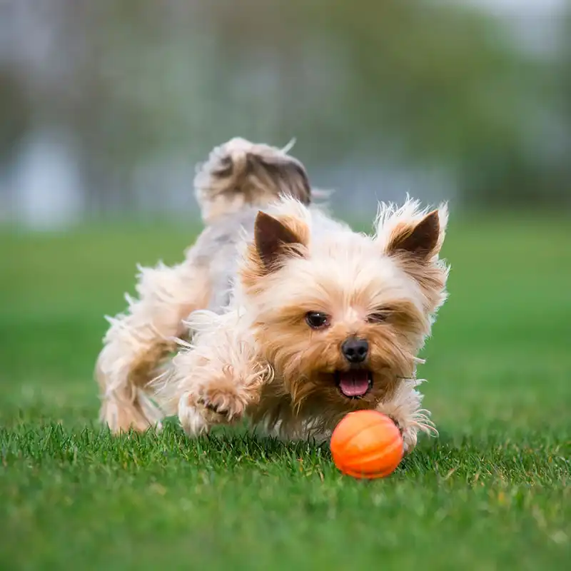Piłka LIKER - obrazek 3