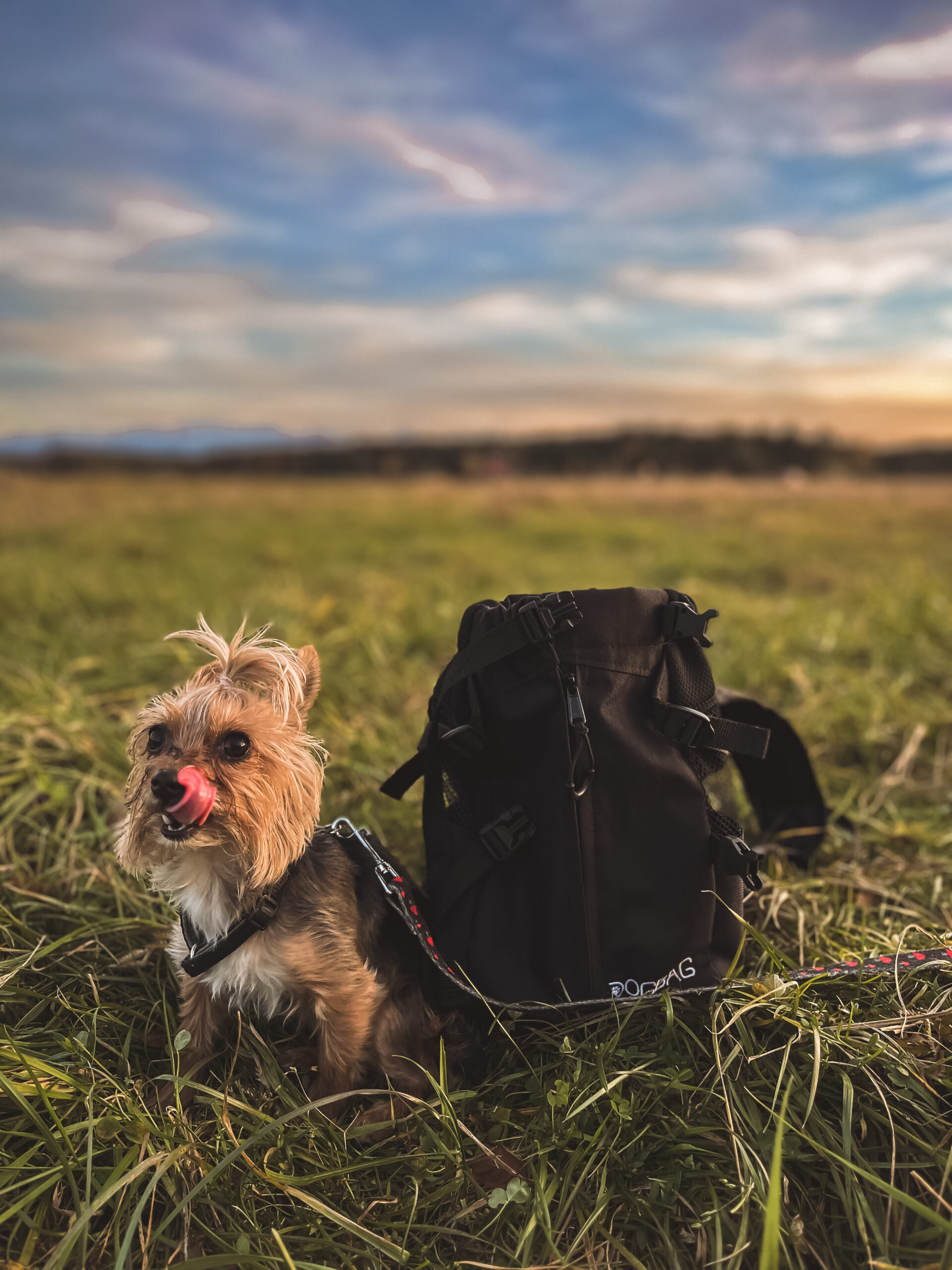 Plecak dla Psa do 5 kg DOGBAG Carbon Micro - obrazek 2